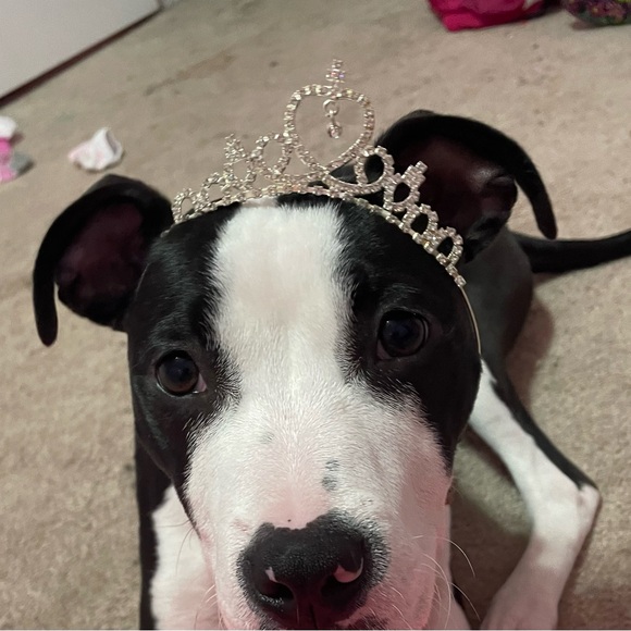 Meet your Posher, Harper - Picture 2 of 14